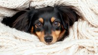 Adorable long-haired dachshund puppy with brown eyes peeking out from warm white blanket, showing sweet expression. Close up portrait captures cozy winter mood.