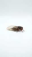 Cicada insect isolated on white background, showing detailed wings and dark body, suitable for educational materials, nature design projects, and entomology resources.