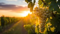 White grapes hanging on vine in vineyard at golden sunset with warm sunlight creating lens flare through leaves in agricultural landscape for winemaking industry.