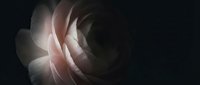 Abstract flowing fabric waves in soft pink and white tones creating elegant motion blur effect against dark background for modern design projects.