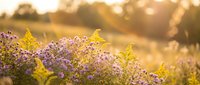 Purple wildflowers blooming in golden sunset light with warm bokeh background creating peaceful natural meadow scene for wellness and nature content.