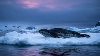 Leopard seal resting on ice floe in Antarctic waters during twilight with pink purple sky and snow-covered mountains in background for wildlife photography.