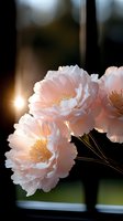 Delicate pink peonies with ruffled petals and golden centers backlit by warm sunlight, creating a dreamy atmospheric mood against dark background.