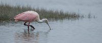 Pink roseate spoonbill wading bird feeding in shallow wetland water with long curved bill searching for food in natural marsh habitat during daytime.
