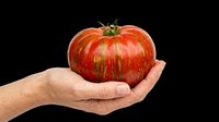 Hand holding a large striped heirloom tomato, isolated on transparent background. Great for food clipart, stickers, t-shirt design, print on demand, and sublimation projects.