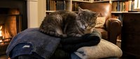 A tabby cat rests on folded sweaters in a cozy living room with a fireplace and bookshelves, perfect for home comfort and pet lifestyle content.