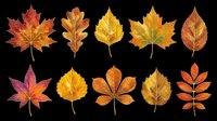 Autumn maple and deciduous leaves in red, orange, yellow, and brown tones isolated on transparent background. Ready for t-shirt designs, clipart, stickers, sublimation, and print-on-demand projects.