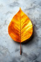Vibrant orange autumn leaf backlit on textured gray concrete background, showcasing detailed veins and natural patterns. For seasonal designs and nature concepts.