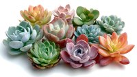 Colorful succulent plants arranged in cluster showing variety of rosette shapes in pastel pink, green, blue, and orange tones on white background.