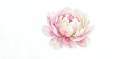 Watercolor peony flower in soft pink and cream tones on white background, isolated floral element for wedding invitations, greeting cards and romantic designs.