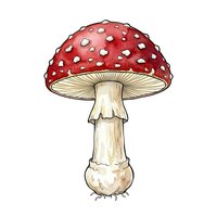 Fly agaric mushroom with red cap and white spots isolated on white background, ready for design, educational, and botanical illustration use.