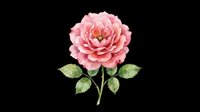 Pink rose flower with layered petals and green leaves isolated on transparent background, ready for t-shirt design, clipart, stickers, sublimation and print-on-demand projects.