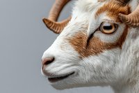 Close-up portrait of white and brown goat head with horns showing detailed facial features and amber eye against neutral gray background, farm animal concept.