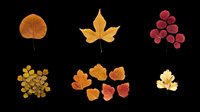 Autumn leaves collection featuring isolated fall foliage in warm orange, gold, and burgundy tones on transparent background. Ready for t-shirt designs, clipart, stickers, sublimation, and print-on-demand projects.