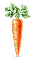 Whole fresh carrot with vibrant orange root and green leafy tops isolated on white background, ready for culinary, nutritional, and design applications.