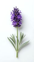 Isolated purple lavender flower with green stem and foliage on white background, ready for design, botanical illustration, and decorative applications.