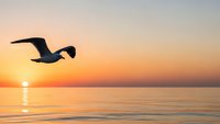 Seagull flying over calm ocean water during golden sunset with warm orange and yellow sky colors reflecting on peaceful sea surface creating serene nature scene.