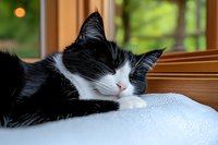 Sleeping black and white cat resting peacefully on white cushion near window, natural light illuminates soft fur, creating cozy home atmosphere for pet lifestyle content.
