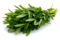 Fresh green sage leaves bunch isolated on white background, aromatic culinary herb with medicinal properties used in cooking and natural medicine.