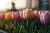 Fresh spring tulips in soft pastel colors bloom at sunset, creating dreamy bokeh effect with blurred background and warm golden light for garden photography.
