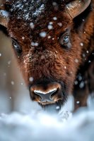 Close-up portrait of brown bison face with snow falling, showing detailed eyes and nose against winter background, dramatic wildlife photography composition.