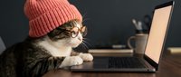 Adorable tabby cat wearing pink knit beanie and glasses working on laptop computer at wooden desk. Cute pet office worker concept for remote work themes.