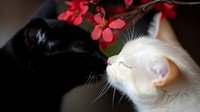 Black and white cats touching noses under blooming red flowers, romantic feline moment captured in soft focus with natural lighting and bokeh background.