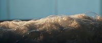Extreme close-up of bubbling fermentation foam with golden texture, active yeast culture rising in a brewing vessel against a soft blue background.