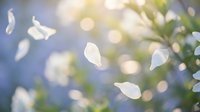 Delicate white flower petals floating gracefully through soft sunlit air with dreamy bokeh background creating peaceful spring atmosphere for wellness content.