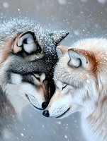 Two wolves touching noses in tender moment during snowfall, close-up portrait showing gray and white fur against winter background, romantic wildlife scene.