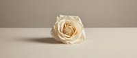 Single cream white rose bloom on neutral beige background for romantic wedding decoration, floral design, greeting cards and elegant botanical artwork.