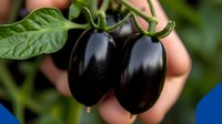 Fresh ripe black eggplants growing on plant branch with green leaves, close up view of organic vegetables in garden. Natural healthy produce.