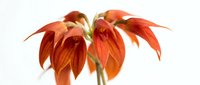 Vibrant red-orange flower with drooping petals isolated on white background, suitable for botanical designs, greeting cards, and digital projects.