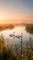 Swans swimming in misty wetland at sunrise with reeds and water lilies, ideal for nature and wildlife editorial use.