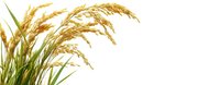 Golden ripe wheat ears and green stems isolated on white background, ready for agricultural and food industry designs and packaging layouts.