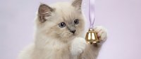 Adorable ragdoll kitten with blue eyes playing with golden bell toy on soft pink background for pet care and animal lover concepts.