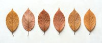 Six autumn leaves arranged in row showing natural color gradient from golden yellow to deep brown on white background for seasonal design projects.