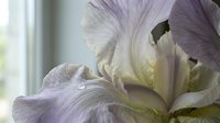 Delicate iris flower with soft lavender and cream petals, showcasing intricate veining and texture. Suitable for botanical, floral design, and nature-themed projects.