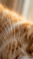 Close-up macro shot of cat whiskers and fur with warm golden sunlight creating soft bokeh background for pet care and feline anatomy concepts.
