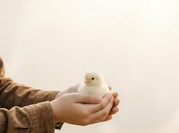 Hands holding a fluffy yellow chick against neutral background, symbolizing care, new life, and gentle handling for agricultural, farming, or animal welfare concepts.