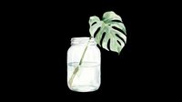 Watercolor monstera leaf in a glass jar with water, isolated on transparent background. Great for stickers, t-shirt design, print on demand, and sublimation crafts.