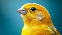 Small yellow canary bird portrait with vibrant golden feathers and black eye on blue background for pet care and wildlife photography projects.