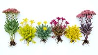 Colorful wildflower collection with roots isolated on white background for botanical design projects and nature crafts.
