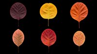 Autumn leaves collection featuring six isolated fall foliage designs in warm seasonal colors including burgundy, gold, orange, coral and red tones. Transparent background, ready for t-shirts, clipart, stickers, sublimation and print-on-demand projects.