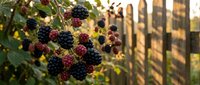 Fresh ripe blackberries growing on thorny bush branches in garden with wooden fence background during golden hour sunset light creating warm atmosphere.