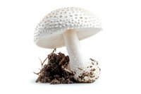 White spotted mushroom with thick stem growing from soil and roots on isolated background, perfect for nature publications and botanical illustrations.