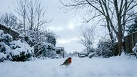 Robin bird standing on snowy suburban street with bare winter trees and snow-covered houses creating peaceful seasonal neighborhood scene.