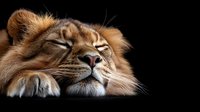 Majestic male lion resting peacefully with eyes closed against black background, showcasing golden mane and serene expression for wildlife photography.