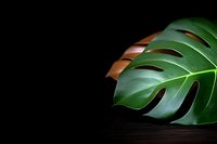 Fresh green monstera leaf on dark wooden background with dramatic lighting and copy space, minimalist botanical composition for natural decor.