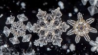 Macro photograph of real snowflakes showing intricate crystalline patterns and delicate ice formations against dark background with natural bokeh effect.